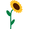Sonnenblume