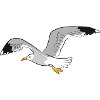 gull
