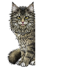 Maine Coon Lustiger Spruch