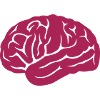 cerveau cervelle 14