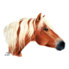 Haflinger Pferd / horse