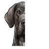 Great Dane soul