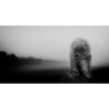 DARK