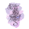 Tiger purple