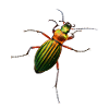 Schillerkäfer