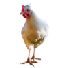 Huhn