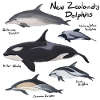 New Zealand's Dolphins