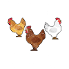 Funny Chicken Farmer