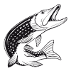 Brochet - Pêche - Pêche - Pêcheurs