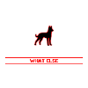 Malinois What else