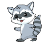 Petit raton laveur