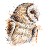Eule | owl