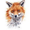 Fuchs | fox