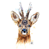 Rehbock | roebuck