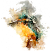 Effet aquarelle oiseau martin-pêcheur