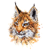 Luchs | lynx