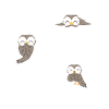 Owl - Owls - Laughter - Saying