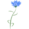 cornflower