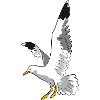 gull