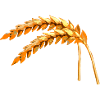 grain