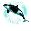 orca
