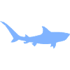 Tiger Shark