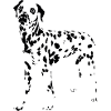 Dalmatian