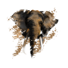 éléphant