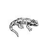 Tshirt Drôle Salamandre