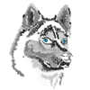 Husky