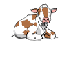cows