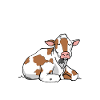 Cows agriculture