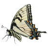 Butterfly swallowtail