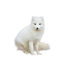 Arctic Fox
