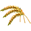 grain
