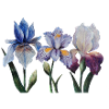 Iris Blumen