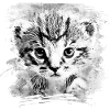 Baby cat wsbw