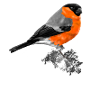 oiseau