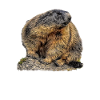 Walser Murmeltier