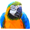 Polygon parrot parrot head art