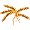 grain