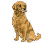 Golden retriever