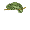 chameleon