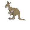 kangaroo