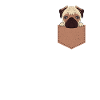 Pug
