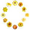Europa, blomst, tolerance, EU, flag, europæisk flag