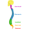 Wirbelsäule Spine Physio