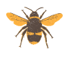 bee