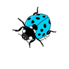 ladybug