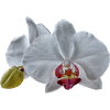 Fleurs d’orchidées blanches